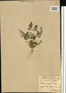 Полевичка малая Host, Восточная Европа, Центральный лесостепной район (E6) (Россия)