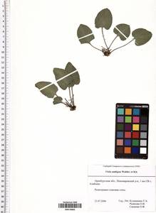 Фиалка сомнительная Waldst. & Kit., Восточная Европа, Восточный район (E10) (Россия)