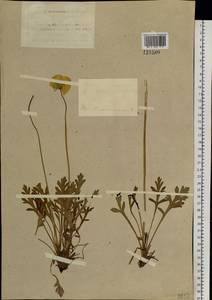 Oreomecon nudicaulis subsp. nudicaulis, Сибирь, Алтай и Саяны (S2) (Россия)