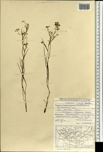 Володушка двустебельная Helm, Монголия (MONG) (Монголия)