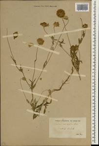 Lomelosia calocephala (Boiss.) Greuter & Burdet, Зарубежная Азия (ASIA) (Турция)