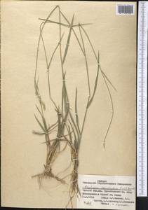 Thinopyrum intermedium subsp. intermedium, Средняя Азия и Казахстан, Памир и Памиро-Алай (M2) (Киргизия)