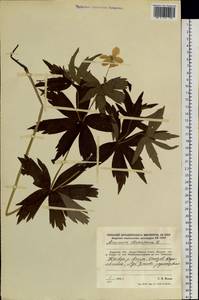 Anemonastrum dichotomum (L.) Mosyakin, Сибирь, Дальний Восток (S6) (Россия)