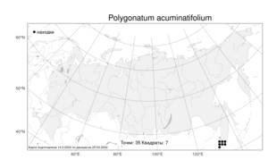 Polygonatum acuminatifolium, Купена заостреннолистная Kom., Атлас флоры России (FLORUS) (Россия)