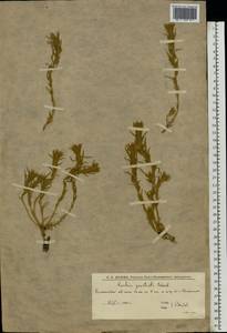 Бассия простертая (L.) Beck, Восточная Европа, Нижневолжский район (E9) (Россия)