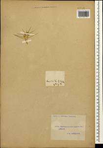 Астрагал, Кавказ, Азербайджан (K6) (Азербайджан)