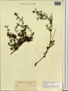 Wikstroemia stenophylla E. Pritz. ex Diels, Зарубежная Азия (ASIA) (КНР)