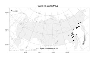 Stellaria ruscifolia, Звездчатка иглицелистная Pall. ex D. F. K. Schltdl., Атлас флоры России (FLORUS) (Россия)