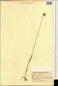 Лисохвост пушистоцветковый Trautv., Кавказ, Армения (K5) (Армения)