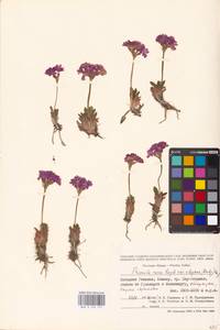 Primula rosea Royle, Зарубежная Азия (ASIA) (Индия)