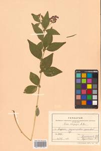 Горошек однопарный A.Braun, Сибирь, Дальний Восток (S6) (Россия)