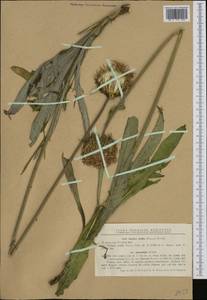 Наголоватка мягкая (L.) Rchb., Западная Европа (EUR) (Румыния)