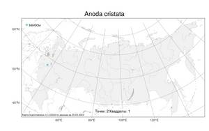 Anoda cristata, Анода гребенчатая (L.) Schltdl., Атлас флоры России (FLORUS) (Россия)