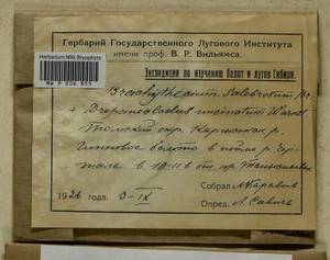 Brachythecium salebrosum (Hoffm. ex F. Weber & D. Mohr) Schimp., Гербарий мохообразных, Мхи - Западная Сибирь (включая Алтай) (B15) (Россия)
