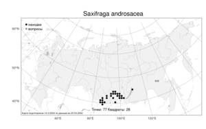 Saxifraga androsacea, Камнеломка проломниковая L., Атлас флоры России (FLORUS) (Россия)