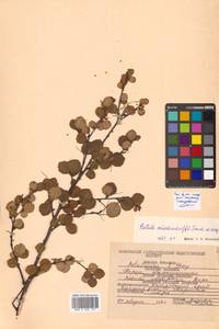 Береза кустарниковая Pall., Сибирь, Дальний Восток (S6) (Россия)