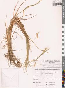 × Elyhordeum, Сибирь, Чукотка и Камчатка (S7) (Россия)