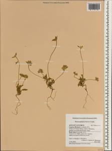 Pterocephalus brevis Coult., Зарубежная Азия (ASIA) (Кипр)