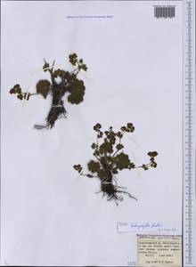 Alchemilla heterophylla Rothm., Кавказ, Краснодарский край и Адыгея (K1a) (Россия)