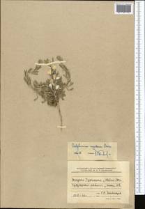 Delphinium rugulosum Boiss., Средняя Азия и Казахстан, Копетдаг, Бадхыз, Малый и Большой Балхан (M1) (Туркмения)