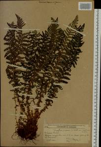 Щитовник пахучий (L.) Schott, Сибирь, Дальний Восток (S6) (Россия)