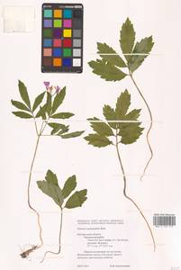 Сердечник пятилистный (M.Bieb.) Schmalh., Восточная Европа, Центральный лесостепной район (E6) (Россия)