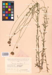 Букашник горный L., Восточная Европа, Западный район (E3) (Россия)