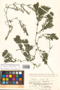 Наяда морская L., Восточная Европа, Нижневолжский район (E9) (Россия)