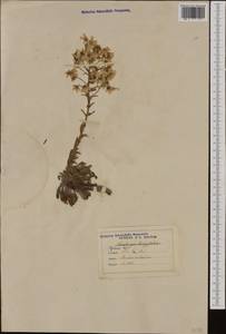 Saxifraga longifolia, Западная Европа (EUR) (Франция)