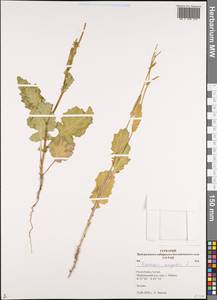 Brassica rapa subsp. sylvestris (L.) Janch., Сибирь, Алтай и Саяны (S2) (Россия)