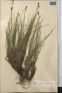 Carex capillifolia (Decne.) S.R.Zhang, Средняя Азия и Казахстан, Памир и Памиро-Алай (M2) (Таджикистан)