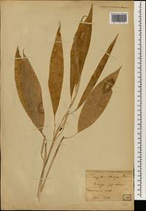 Zingiber mioga (Thunb.) Roscoe, Зарубежная Азия (ASIA) (Япония)