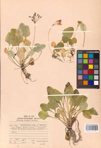 Primula modesta var. fauriei (Franch.) Takeda, Сибирь, Дальний Восток (S6) (Россия)
