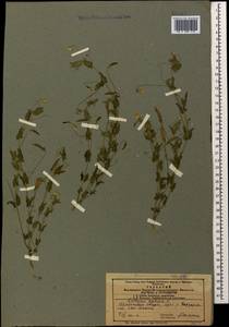 Чина безлисточковая L., Кавказ, Азербайджан (K6) (Азербайджан)