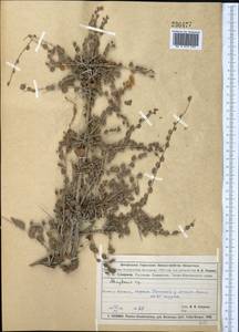 Курчавка шиповатая L., Средняя Азия и Казахстан, Муюнкумы, Прибалхашье и Бетпак-Дала (M9) (Казахстан)