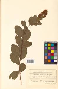 Спирея иволистная, Таволга иволистная L., Сибирь, Дальний Восток (S6) (Россия)