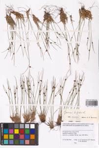 Oreojuncus trifidus (L.) Záv. Drábk. & Kirschner, Сибирь, Западная Сибирь (S1) (Россия)