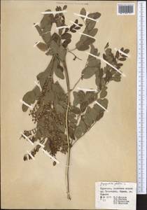 Солодка голая L., Средняя Азия и Казахстан, Копетдаг, Бадхыз, Малый и Большой Балхан (M1) (Туркмения)