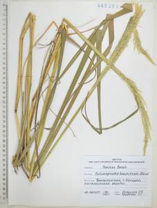 Вейник тростниковый (L.) Roth, Сибирь, Дальний Восток (S6) (Россия)