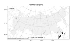 Actinidia arguta, Актинидия острая (Siebold & Zucc.) Planch. ex Miq., Атлас флоры России (FLORUS) (Россия)