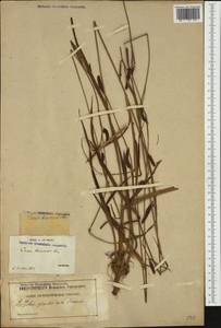 Carex binervis Sm., Западная Европа (EUR) (Франция)