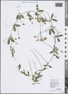 Чина клубненосная L., Восточная Европа, Центральный лесной район (E5) (Россия)