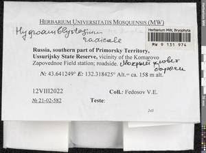 Pseudocampylium radicale (P. Beauv.) Vanderp. & Hedenäs, Гербарий мохообразных, Мхи - Дальний Восток (без Чукотки и Камчатки) (B20) (Россия)