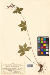 Герань плоскоцветковая Duthie, Сибирь, Дальний Восток (S6) (Россия)