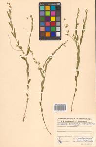 Истод сибирский L., Сибирь, Дальний Восток (S6) (Россия)