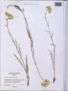 Antennaria anaphaloides Rydb., Америка (AMER) (США)