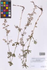 Подмаренник мягкий L., Восточная Европа, Московская область и Москва (E4a) (Россия)