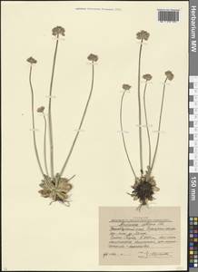 Проломник албанский Steven, Кавказ, Краснодарский край и Адыгея (K1a) (Россия)