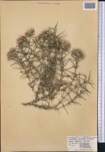 Acanthophyllum subglabrum Schischk., Средняя Азия и Казахстан, Копетдаг, Бадхыз, Малый и Большой Балхан (M1) (Туркмения)