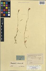 Campanula stevenii subsp. stevenii, Не определено